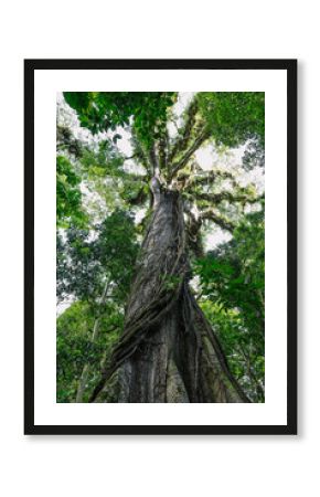 View looking up at Twisted Old Ceiba Tree in Costa Rica Rainforest