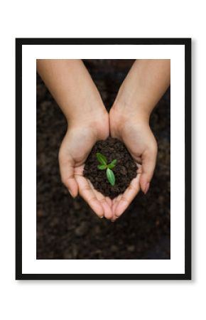World environment day concept: a woman hand holding seed tree with soil, stock photos.