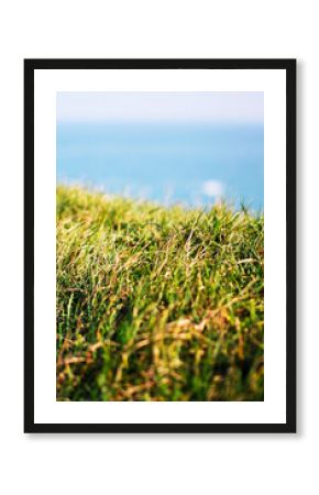 Herbe