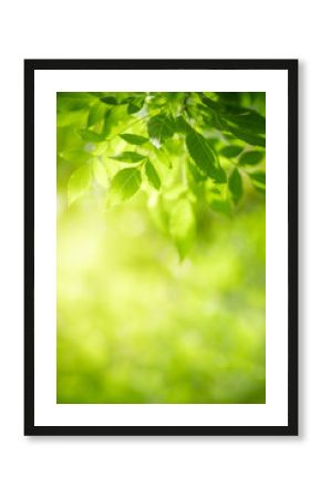 Nature of green leaf in garden at summer. Natural green leaves plants using as spring background cover page greenery environment ecology lime green wallpaper