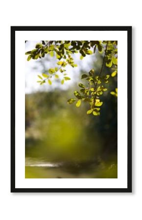 Feuillage arbre nature lumière soleil biodiversité