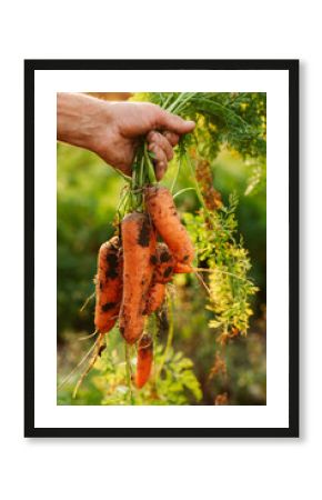 Organic carrots from farm