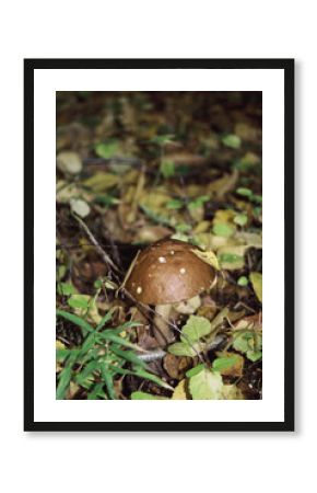 Close Up Of A Lonely Mushroom  In A Autumn Forest