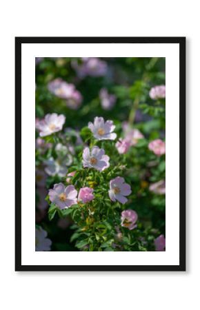 Delicate rose hip flowers in the sun