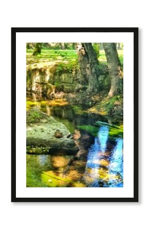 Patos en un río de Galicia