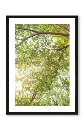 Landscape the big tree with nature background