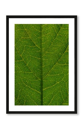 Green leaf texture with vein pattern. Close up.