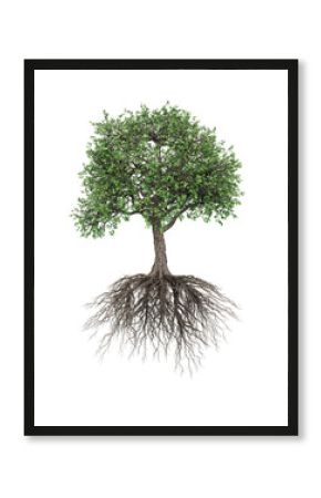 Isolated Tree With Roots - transparent PNG