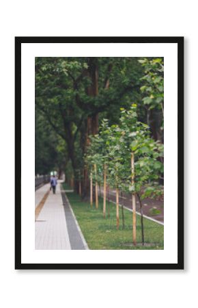 Newly planted platanus trees in a row in city park at spring summer  day, nature ecology earth save concept. Young trees with Protective Support. Newly created alley of Young Trees in park.