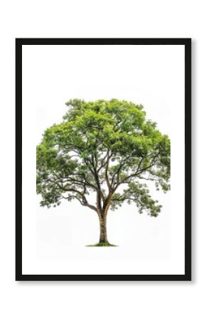 A solitary African Teak tree with lush green leaves, isolated on a white backdrop