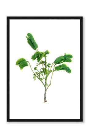 rameau de albizzia lebbeck