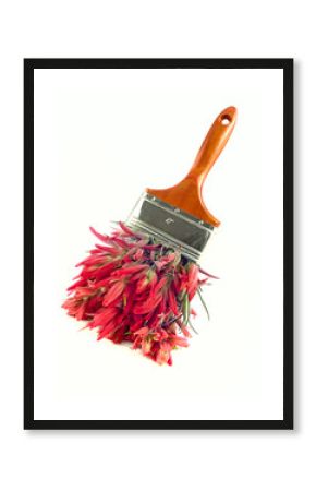 Red wildflower paintbrush