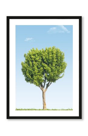 arbre nature vert environnement écologie développement durable
