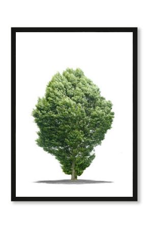 Arbre sur fond blanc 