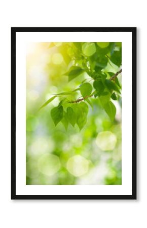 Green leaves background