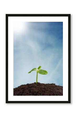 Young plant in earth, concept of new life