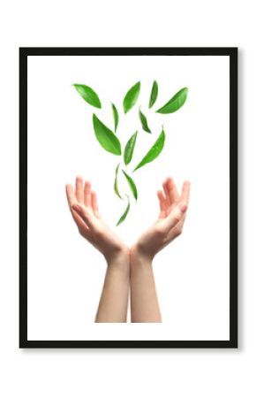 Green leaves falling into woman hands, isolated on white
