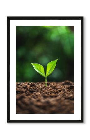 plant tree in neutral background Close-Up Of Fresh Green Plant
