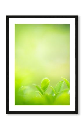 Nature of green leaf in garden at summer. Natural green leaves plants using as spring background cover page greenery environment ecology wallpaper