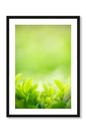 Nature of green leaf in garden at summer. Natural green leaves plants using as spring background cover page greenery environment ecology wallpaper