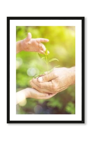 Green plant in human hands on blurred background
