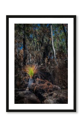 Woodland scene from Salt Pan Creek, in the south of Sydney, Australia.