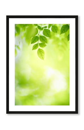 Nature of green leaf in garden at summer. Natural green leaves plants using as spring background cover page greenery environment ecology wallpaper