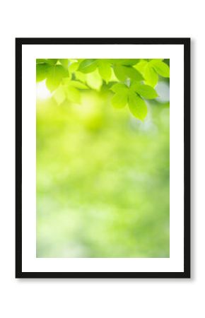 Nature of green leaf in garden at summer. Natural green leaves plants using as spring background cover page greenery environment ecology wallpaper