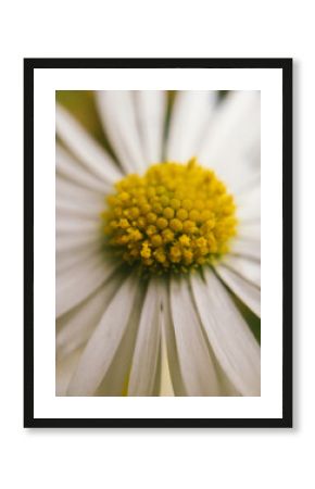 Macro of camomile flower