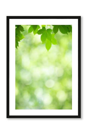 Nature of green leaf in garden at summer. Natural green leaves plants using as spring background cover page greenery environment ecology wallpaper