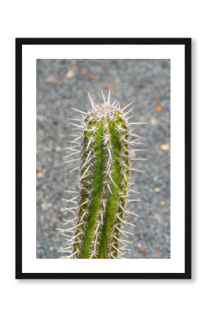 Close up of a green cactus with sharp spines