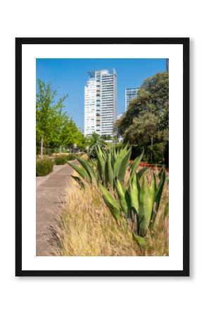 Agave plants and dry landscape with modern buildings in background, Mexico City, Mexico, showcasing urban ecology and integration of native species in city planning