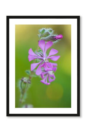 Silene colorata wildflowers in close-up view