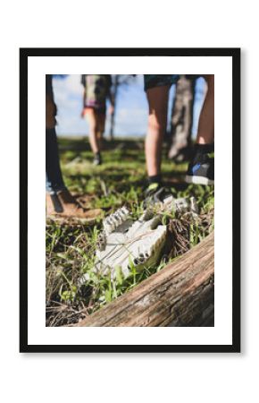 Close up of Sheep skull lying on ground amongst logs and grass with people standing behind