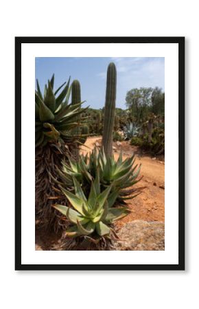Parc Botanicactus Majorque Ile baléares Espagne