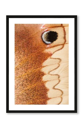 Macrophotograph of Columbia Silkmoth Wing Pattern