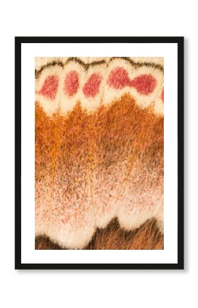 Macrophotograph of Columbia silkmoth wing pattern
