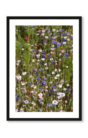 Friche fleurie, cosmos, bleuet, margueritte,