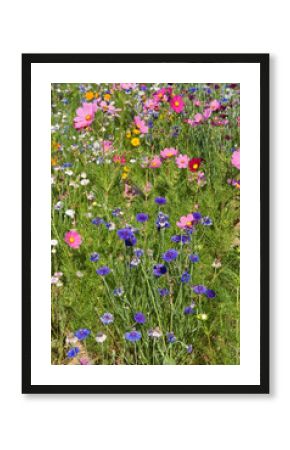 Friche fleurie, cosmos, bleuet, margueritte,