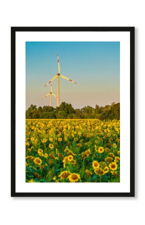 Sonnenblumenfeld mit Windräder im Hintergrund