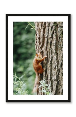 A red squirrel