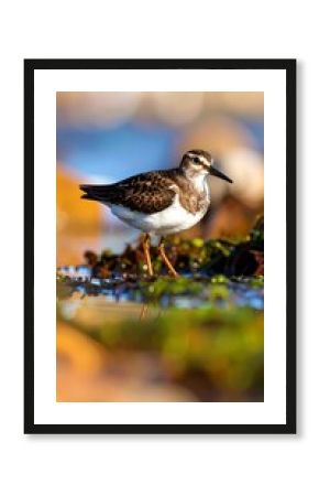 Shorebird in shallow water