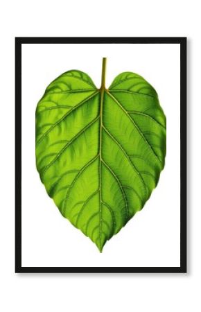 Single vibrant green leaf isolated on pure white background, perfect for nature, botany, or ecology themed designs, wallpaper, stock photo