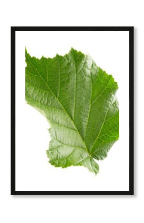 Hazelnut leaves isolated on white background