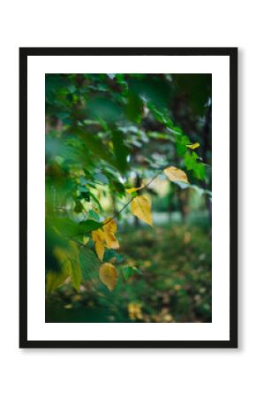 A yellow leaf protrudes from the green tree