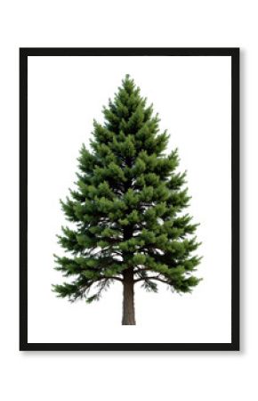 Mature Spruce Tree with Natural Shape and Bark Detail — PNG