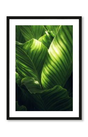 Overlapping green leaves with sunlight filtering through, creating a bright natural texture.