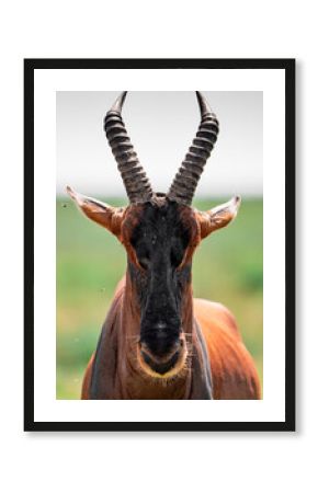 Close-up of a topi antelope in Serengeti National Park