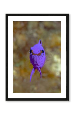 Colorful Gramma loreto in Bonaire, underwater close-up