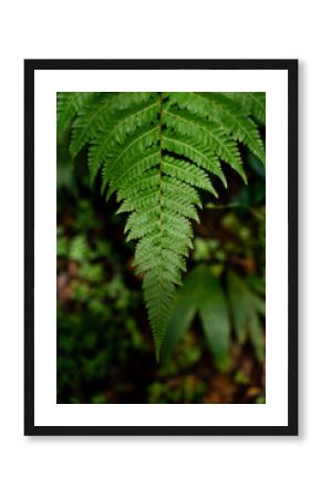 Vibrant Green Fern Leaf Close-up